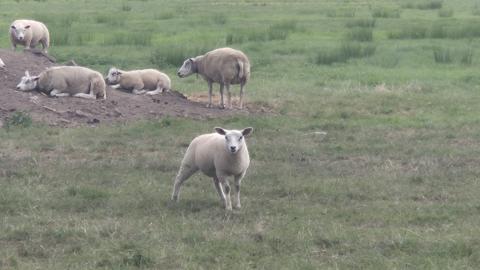 Wandelen bij Willeskop: een rustige natuurwandeling door het Groene Hart