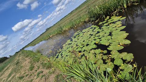 Wandelen bij Willeskop: een rustige natuurwandeling door het Groene Hart