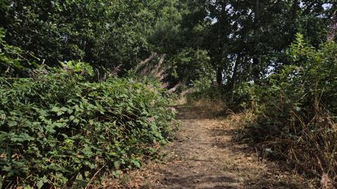 Wandelen bij Willeskop: een rustige natuurwandeling door het Groene Hart