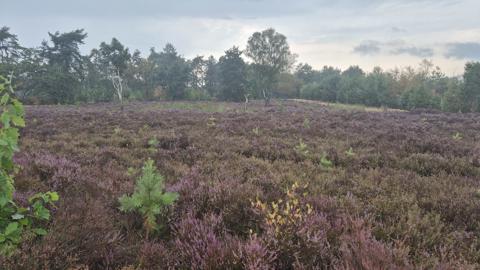 De paarse heide straalt je tegemoet tijdens deze wandeling