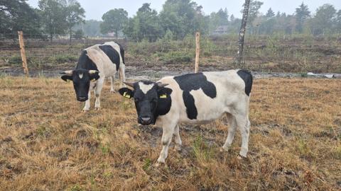 Stier met een kalfje, schattig in de weide