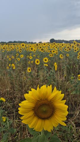 Prachtig veld met zonnebloemen, alsof van Gogh hier zelf heeft gelopen
